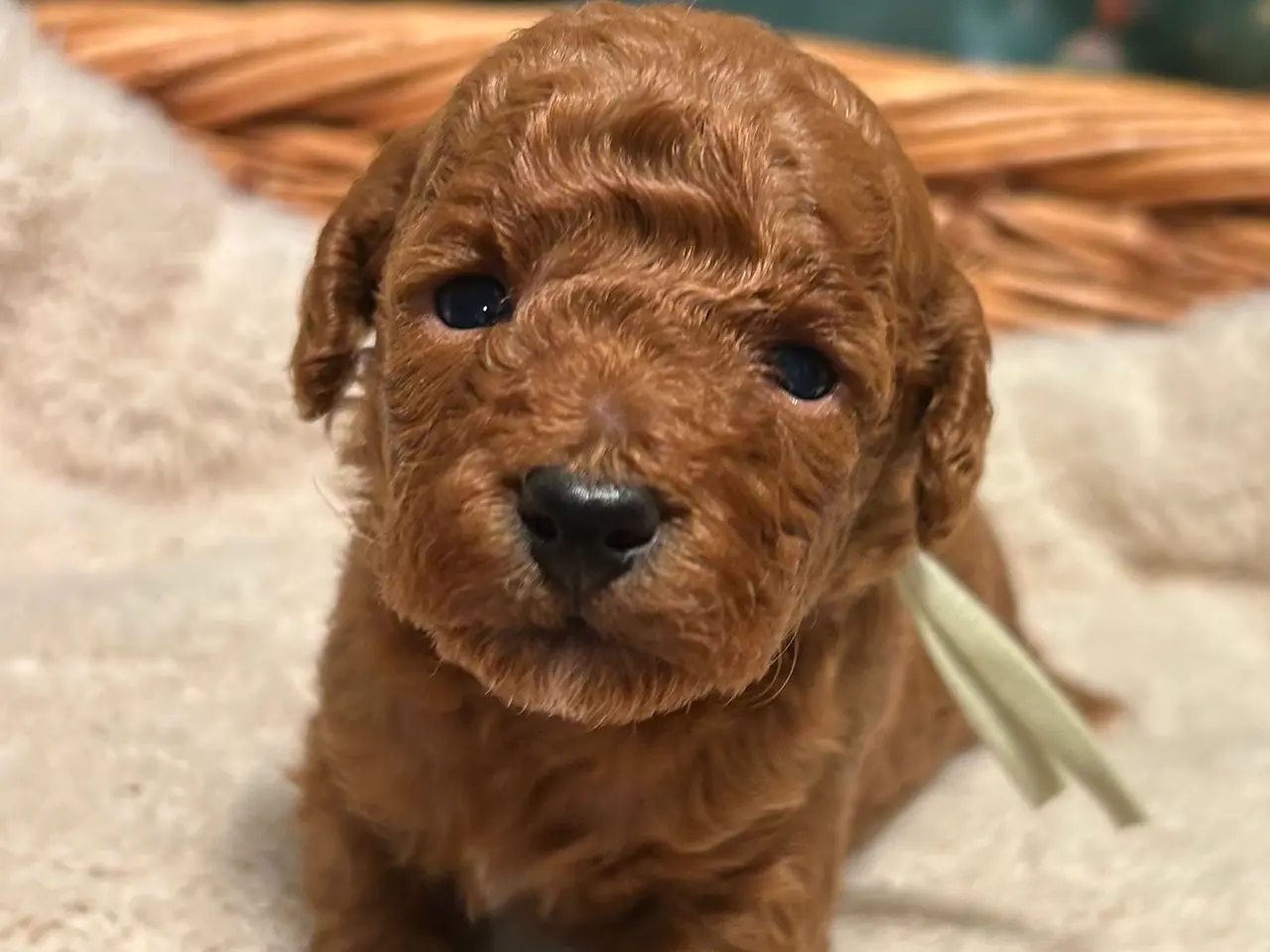 Billede 5 - 🐾maltipoo miniature juni 🐾