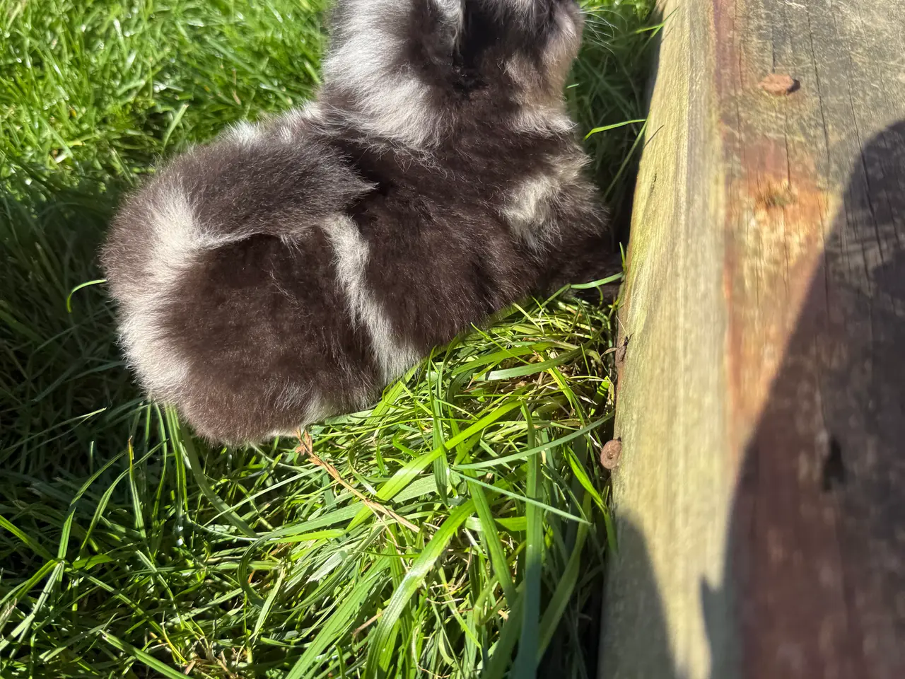 Billede 4 - Pomchi dreng !