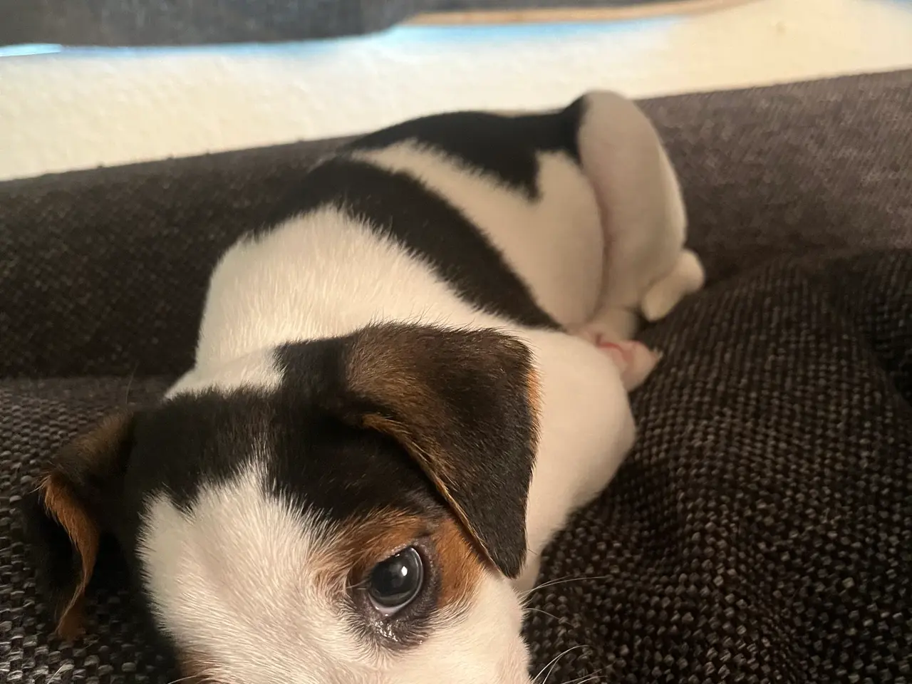 Billede 3 - Dsg/ Jack russel