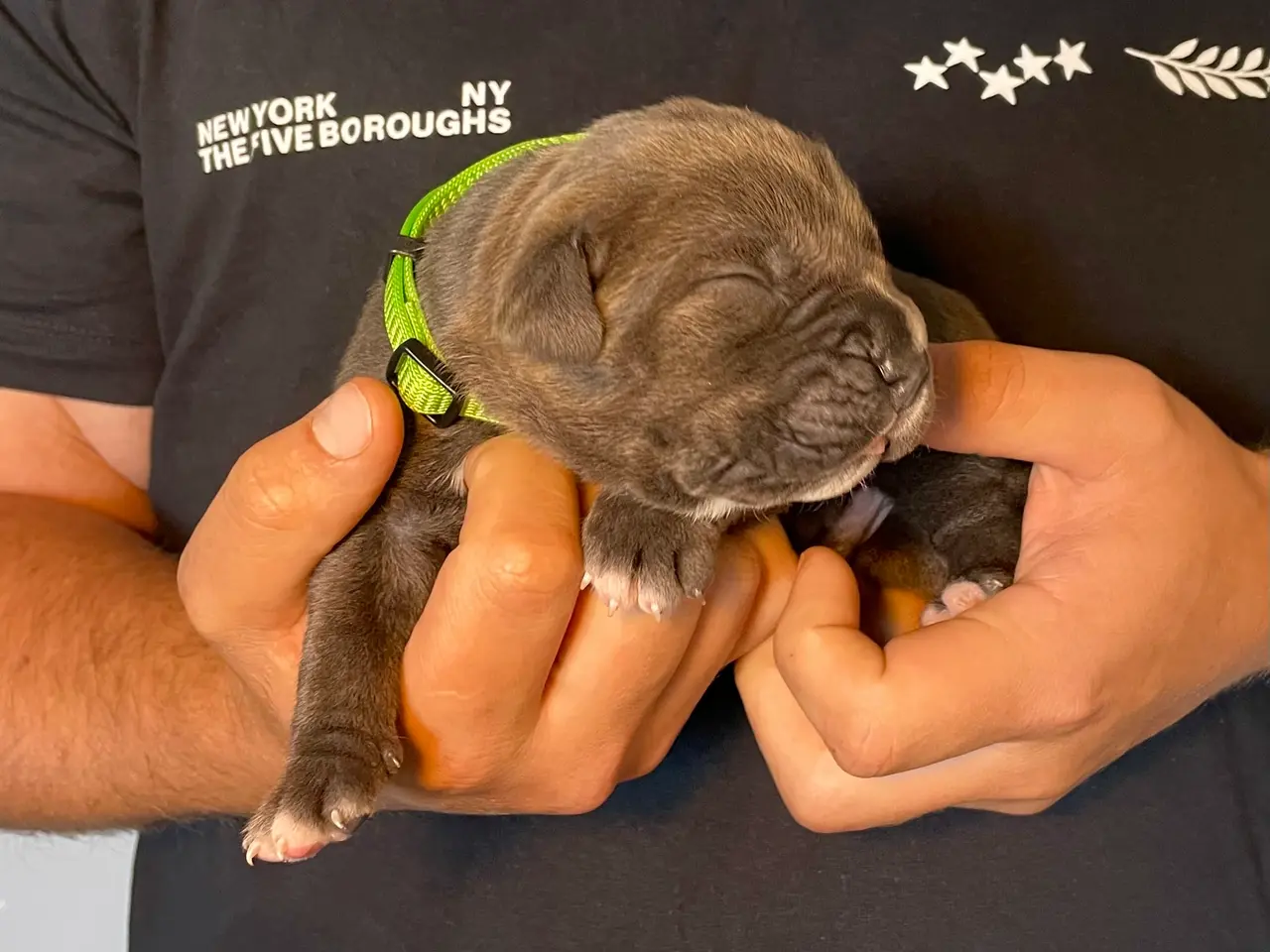 Billede 5 - Cane Corso/Presa Canario
