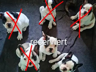 Frenchie Girls