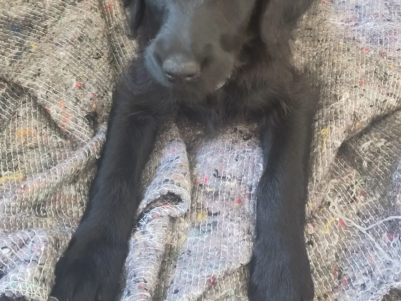 Billede 4 - F1b Labradoodle hvalpe klar til sommer