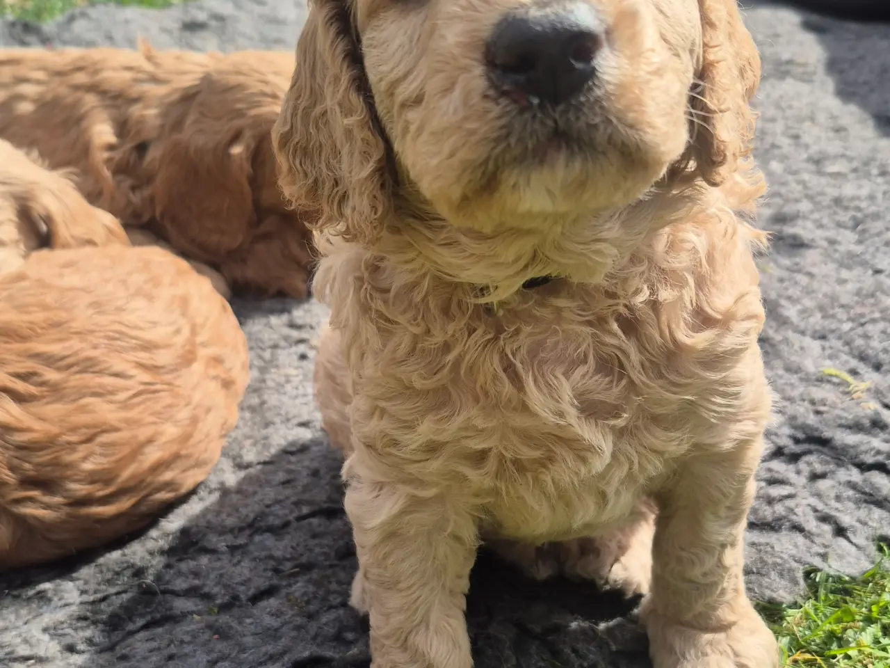 Billede 6 - Goldendoodle hvalpe - 14-21 kg