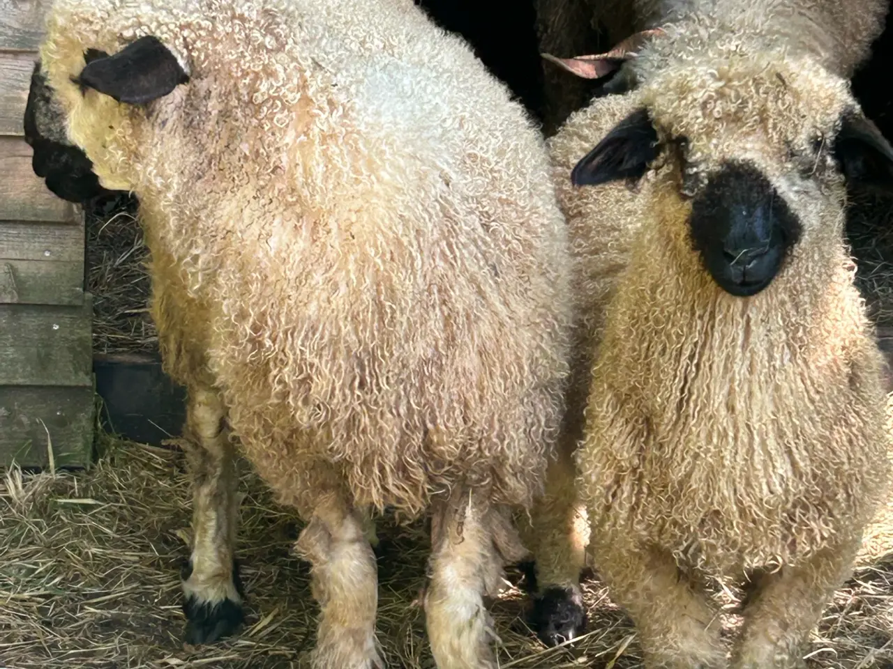 Billede 6 - Valais Blacknose gimmer lam sælges - næsten ren