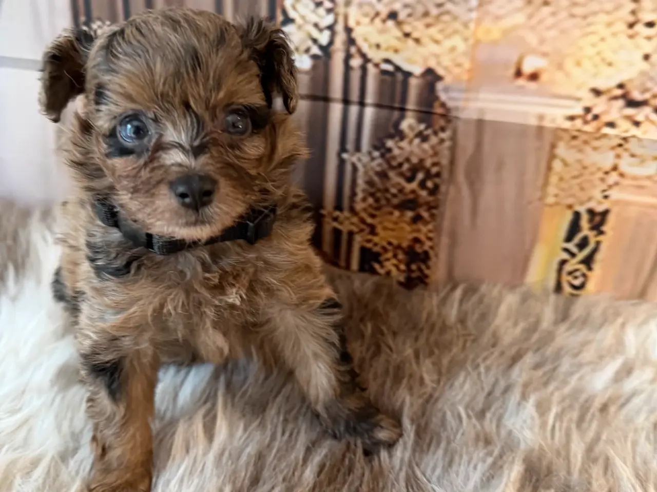 Billede 14 - Små skønne Pomapoo hvalpe ❤️🐾