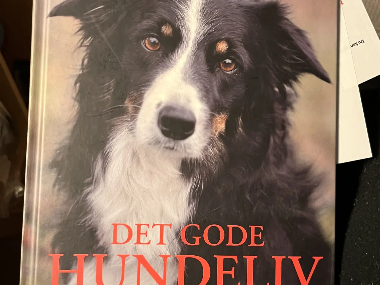 Billede 8 - Hundetræning, adfærd og viden om hunde