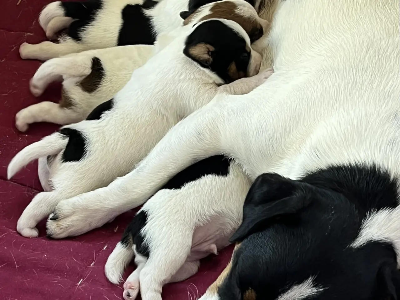 Billede 4 - To Dansk Svenske Gårdhunde hvalpe sælges