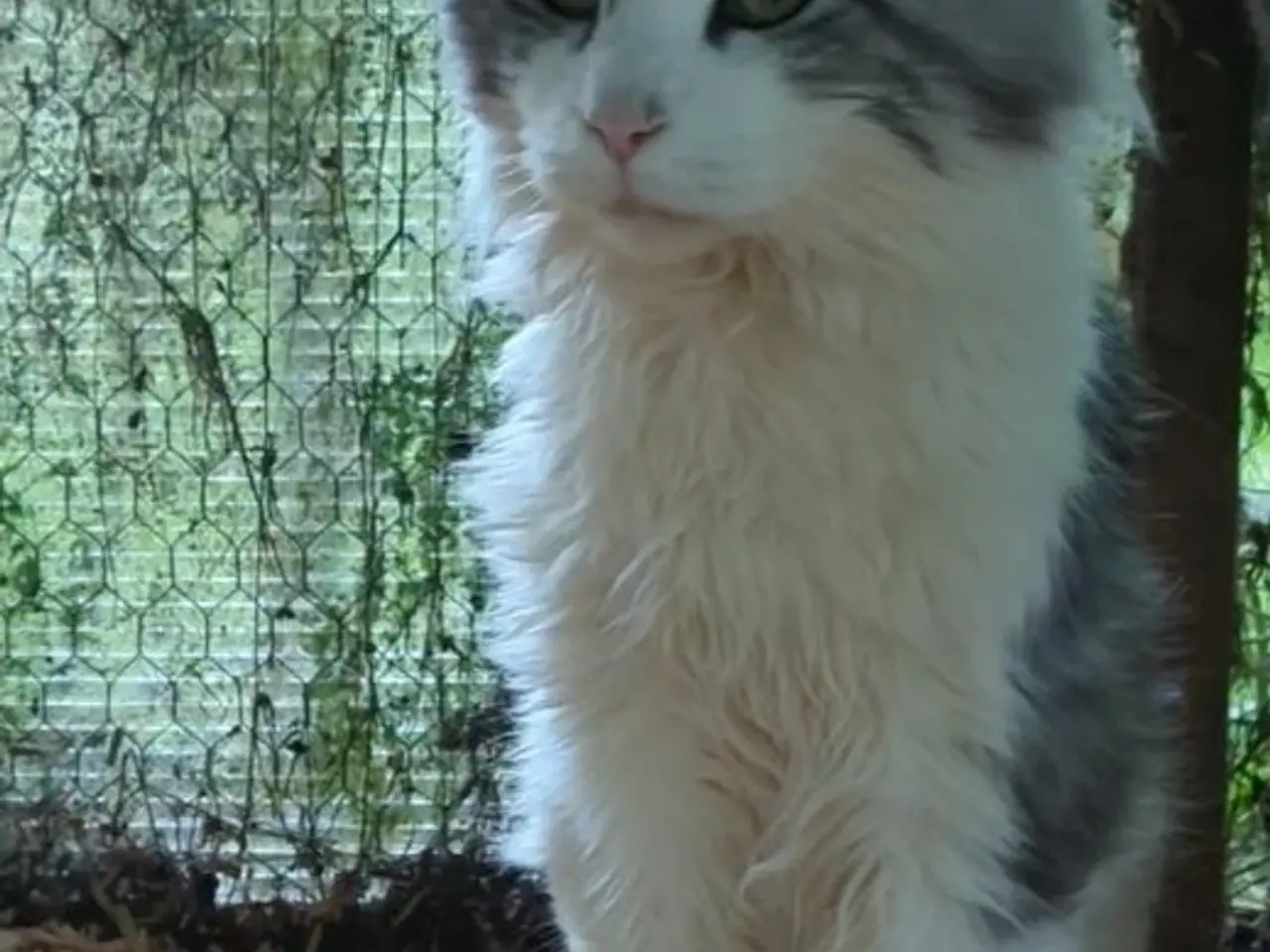 Billede 1 - En voksen Maine coon han