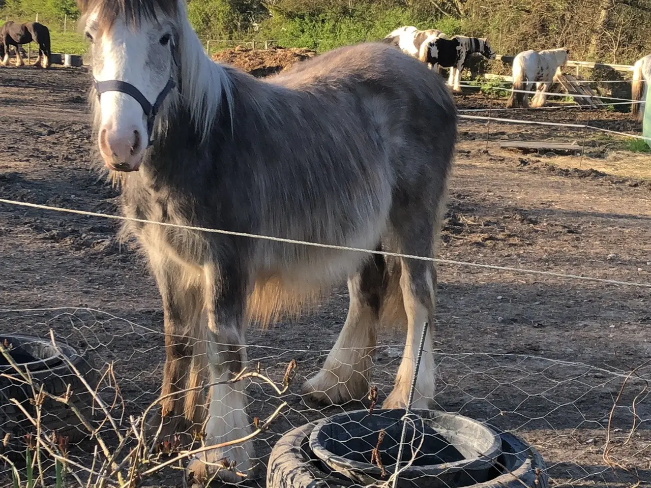 Billede 9 - Irish cob hingsteføl fra maj 2025