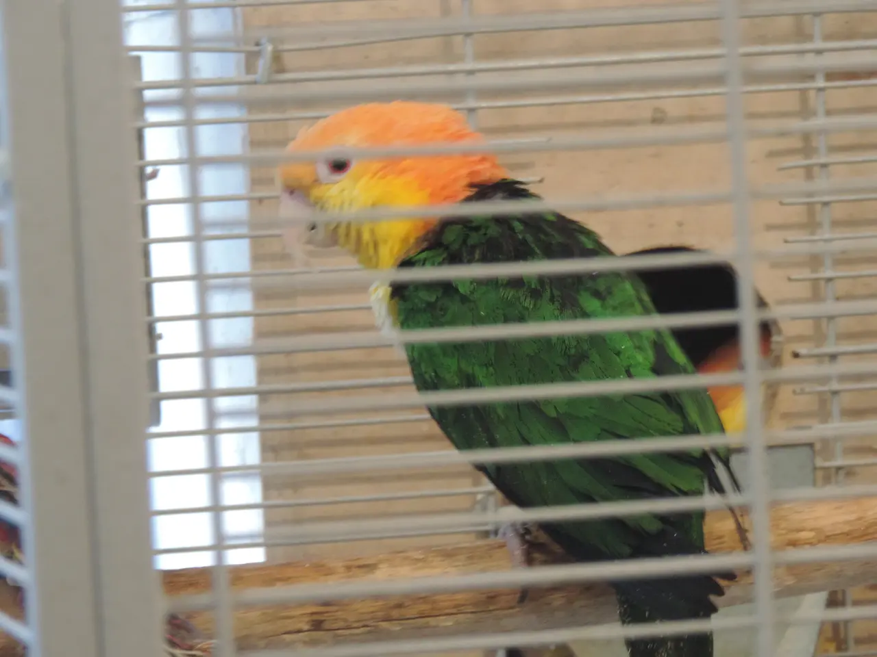 Billede 1 - Rustkappet Caique