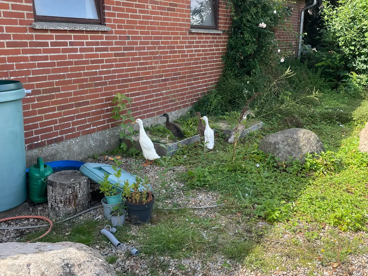 Billede 1 - Løbeænder