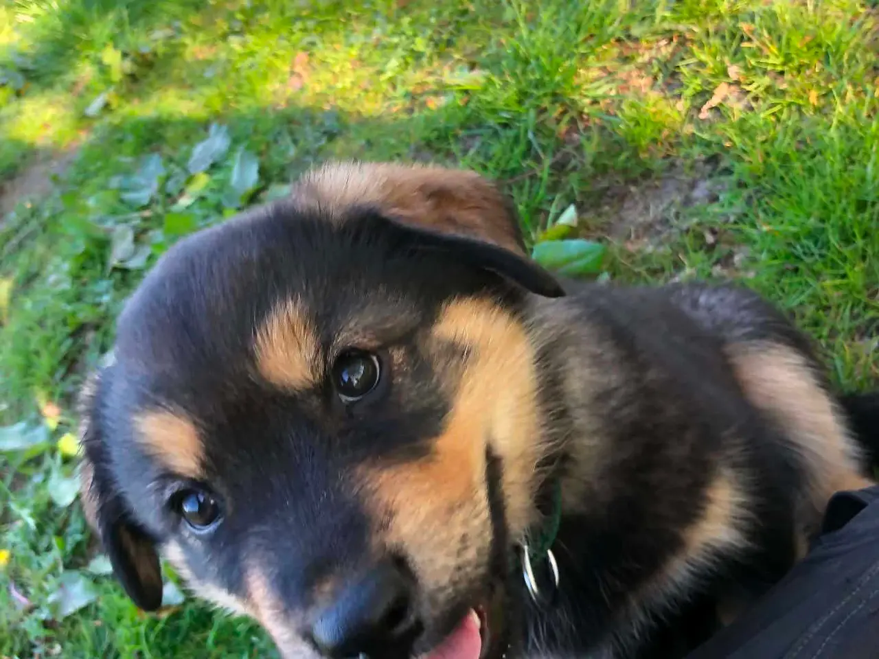 Billede 8 - ROTTWEILER/ALASKAN MALAMUT piger søger nye familie
