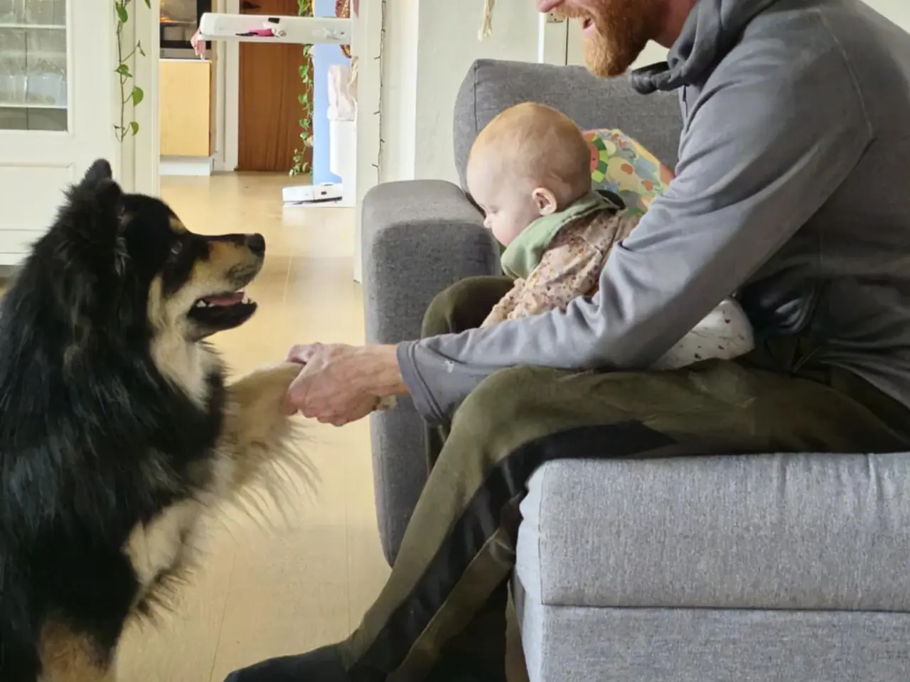 Billede 7 - Louie (ren finsk lapphund) søger nyt hjem