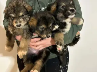 Flotteste berner sennen blandings hvalpe🐶