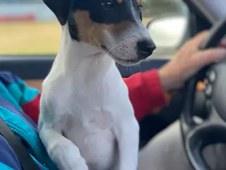 Dansk-svensk gårdhund hundehvalpe