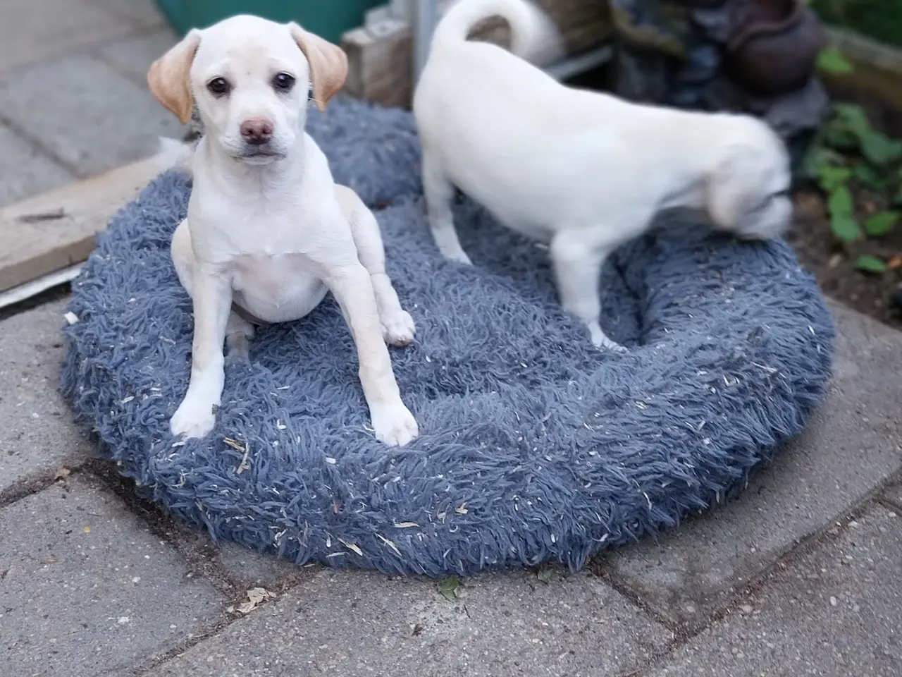 Billede 1 - Mops/Dansk svensk gårdhund blanding