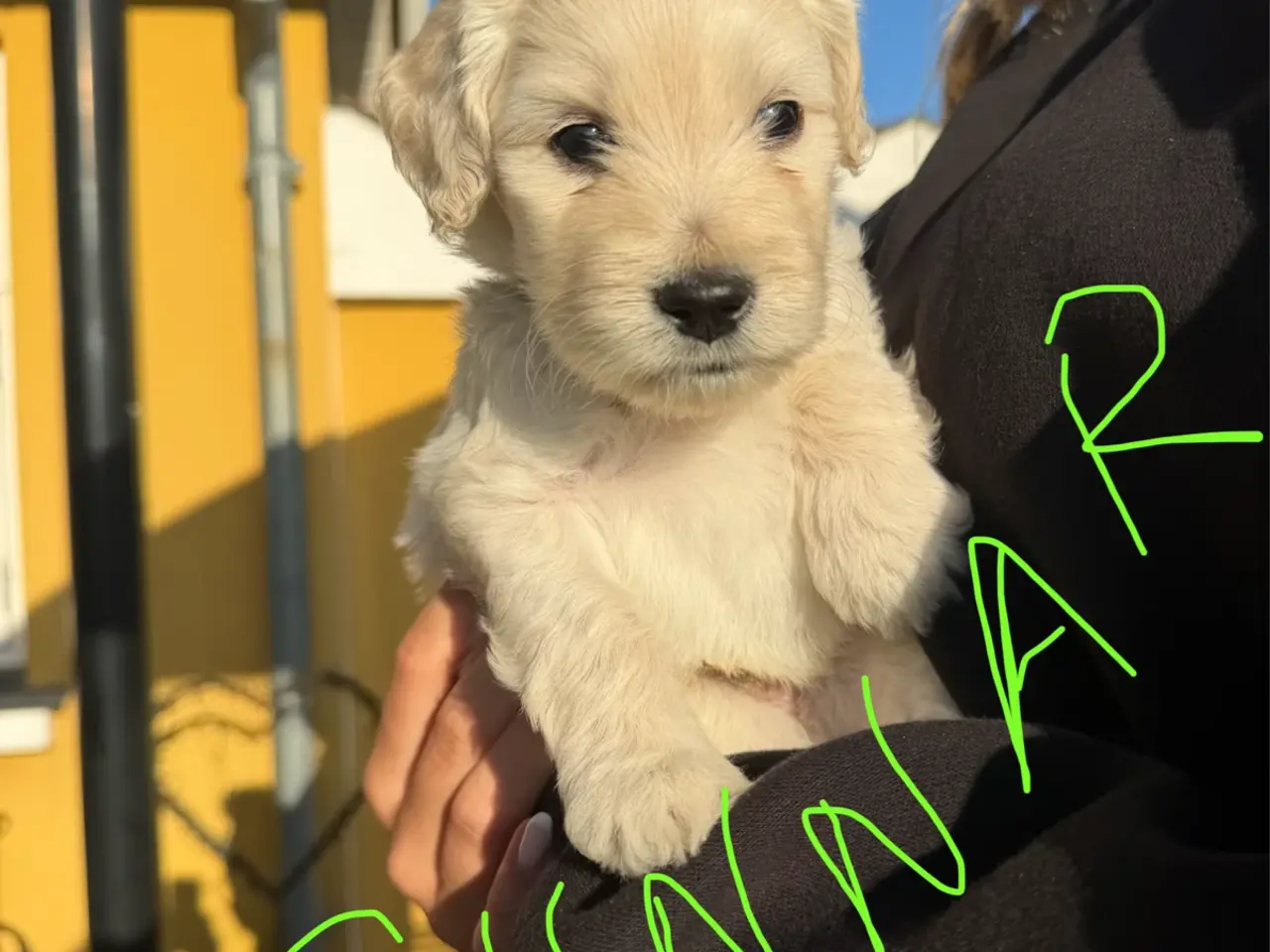 Billede 2 - Multigen Labradoodle hvalpe - Vera - Kurt - Gunnar