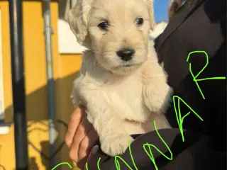 Multigen Labradoodle - KUN Gunnar tilbage
