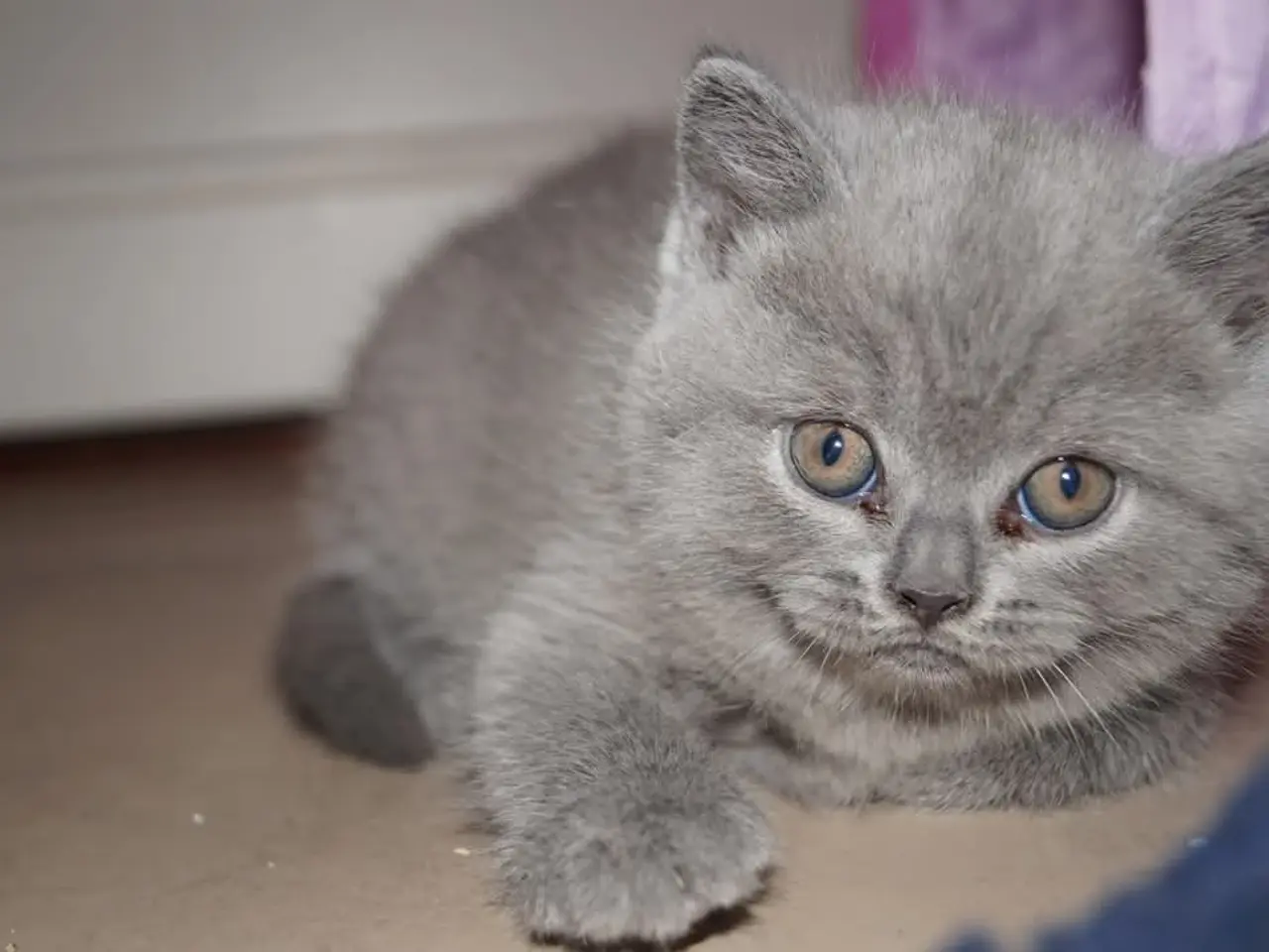 Billede 7 - British shorthair killinger med stamtavle