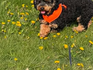 🐾 Balder søger sit nye for-ever hjem 🐾