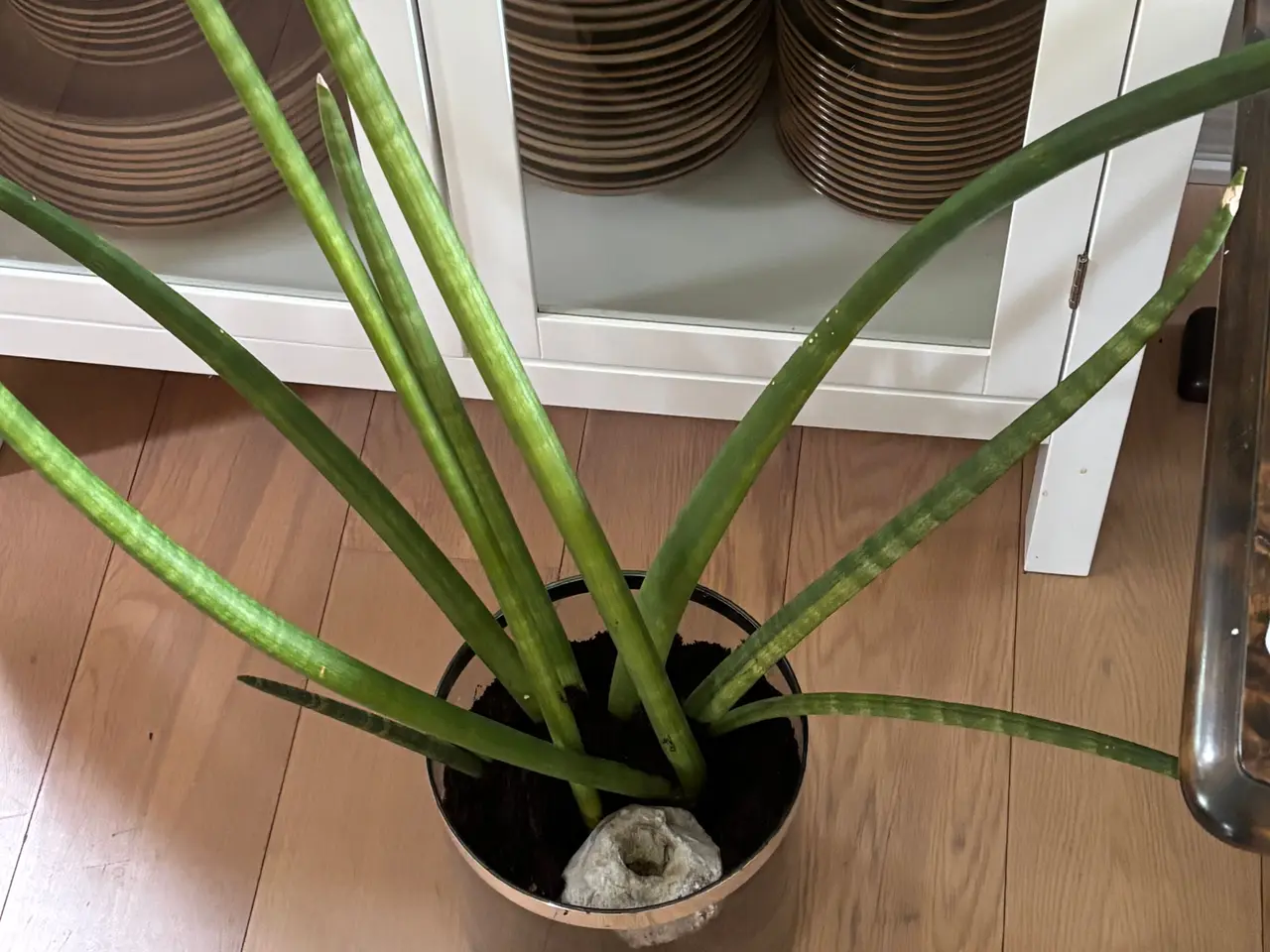Billede 1 - Plante