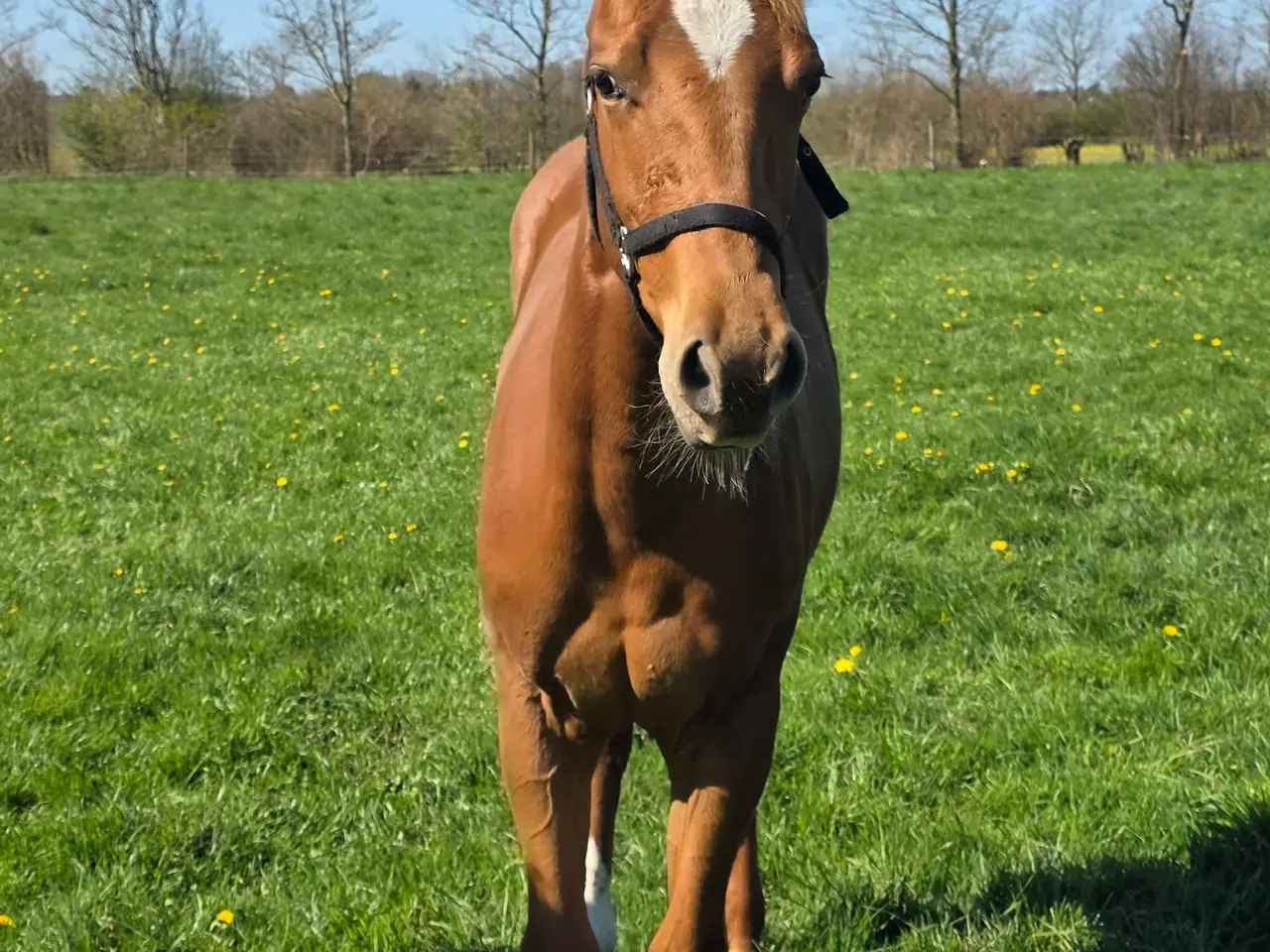 Billede 3 - 🌟 Smuk Appaloosa-hoppeplag