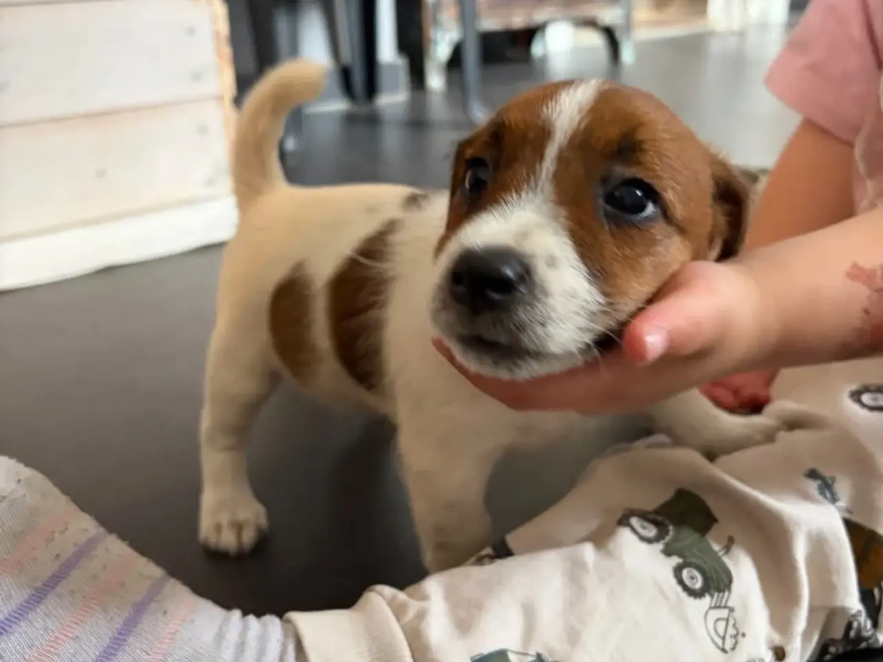Billede 15 - Jack russel terriere