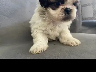 Lækre Shih Tzu Hvalpe