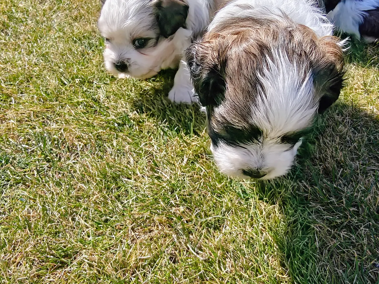 Billede 3 - Shih Tzu/Coton de Tulear-hvalpe