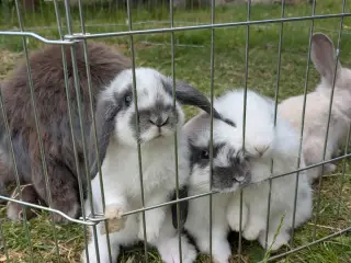 Mini-lop kanin unger