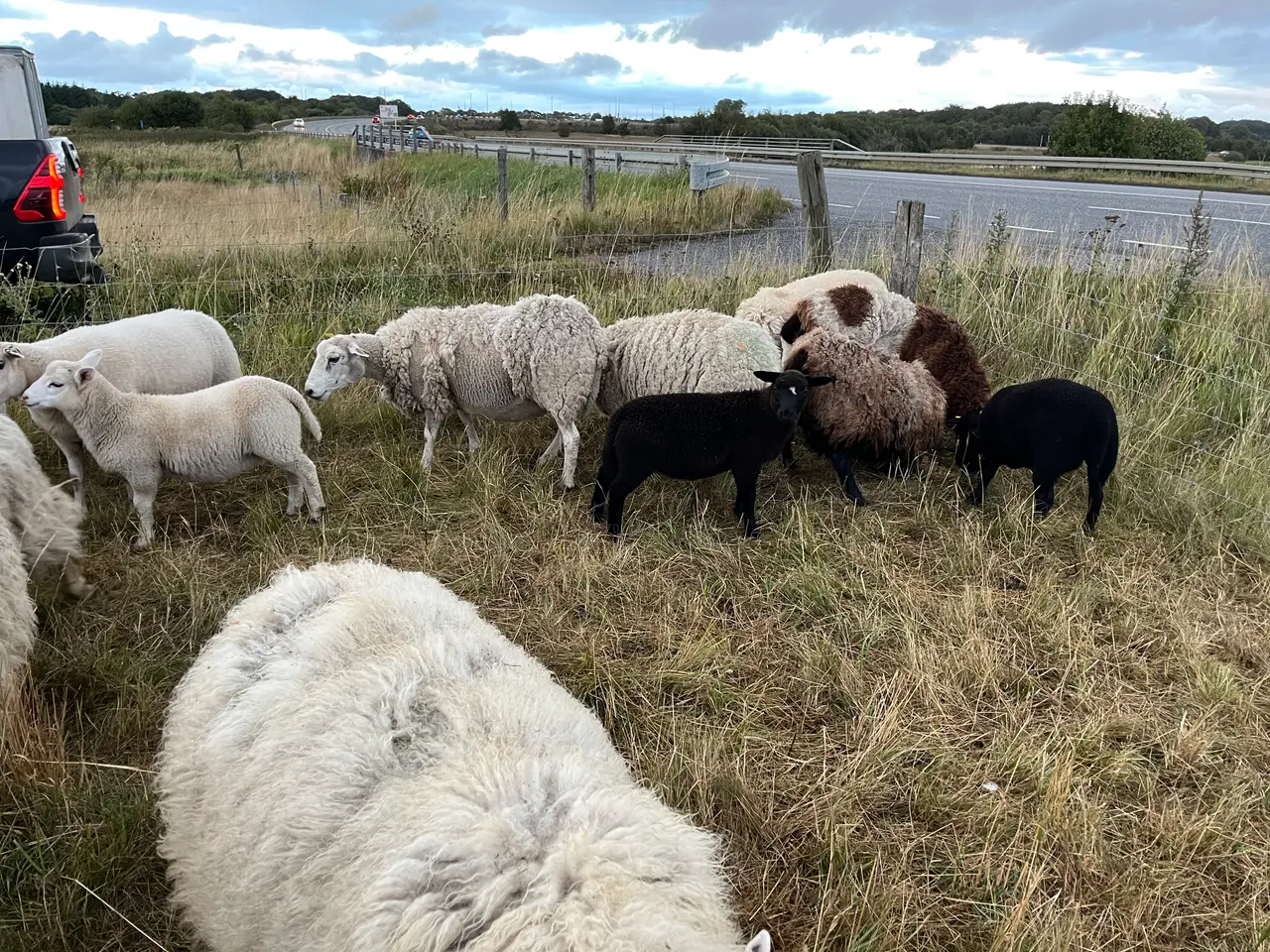 Billede 1 - Flinke får og lam