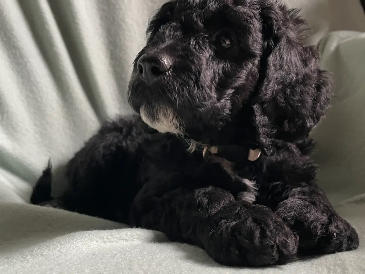 Billede 1 - Hundehvalpe Cavapoo /stor puddel