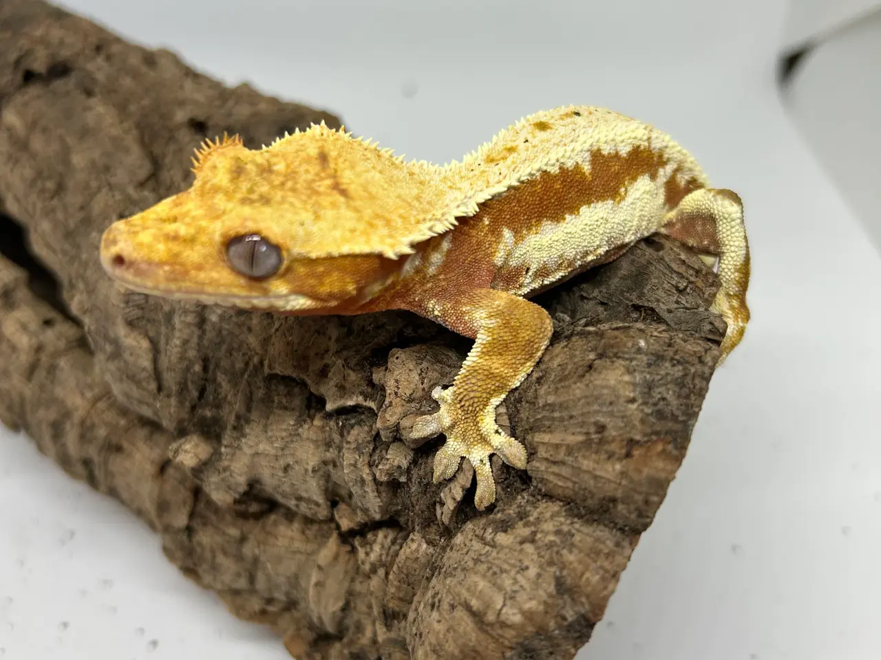 Billede 11 - Lilly White kronegekko han