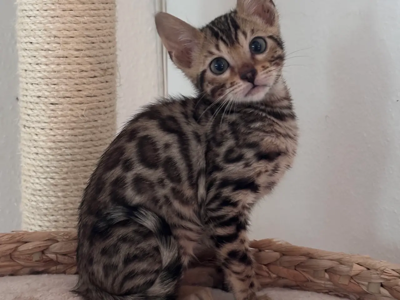 Billede 2 - Fine Bengal killinger klar til afrejse