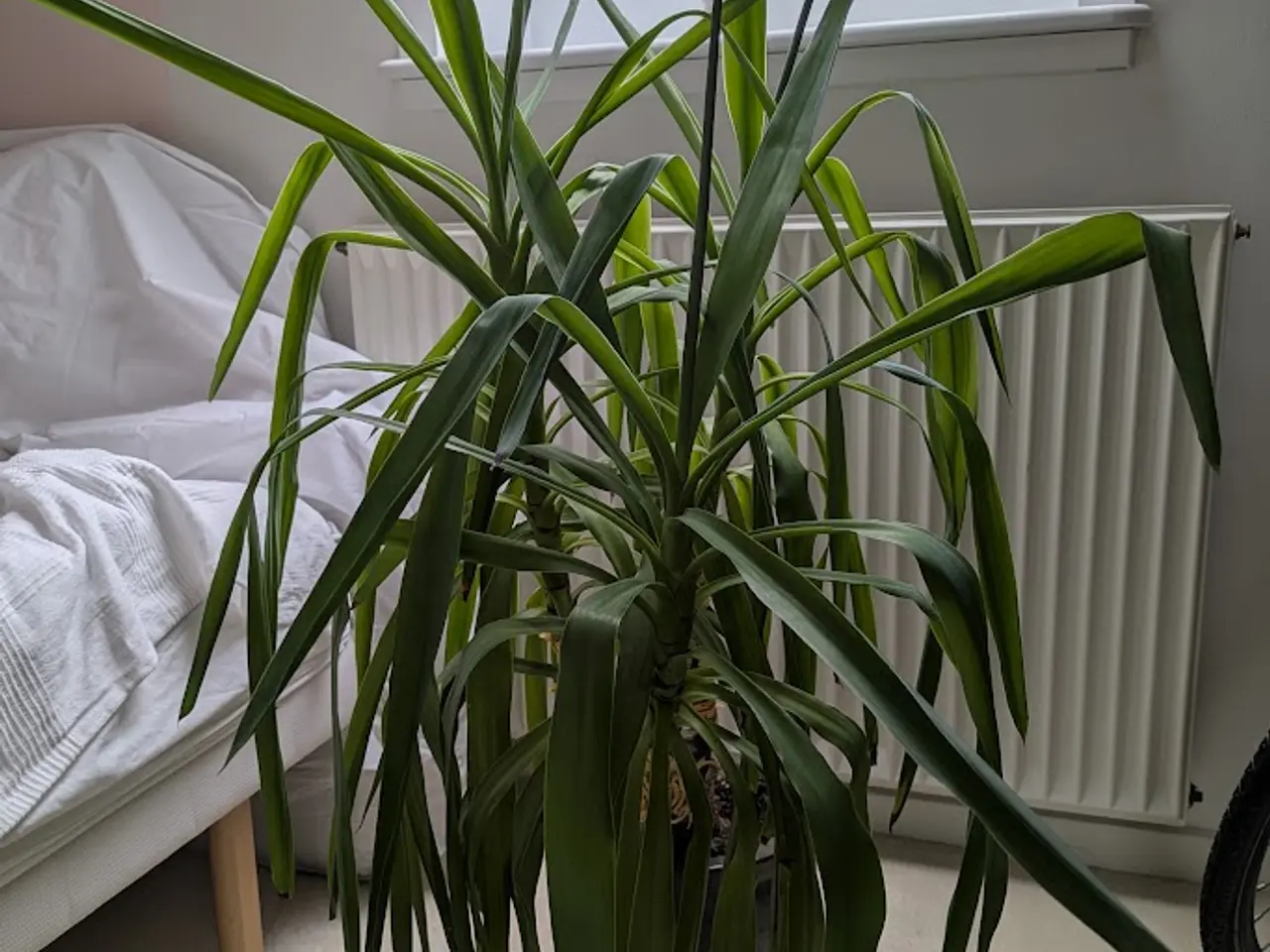 Billede 1 - Yucca Palme (stueplante) incl. potte