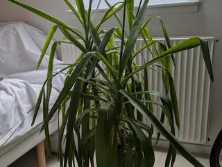 Yucca Palme (stueplante) incl. potte