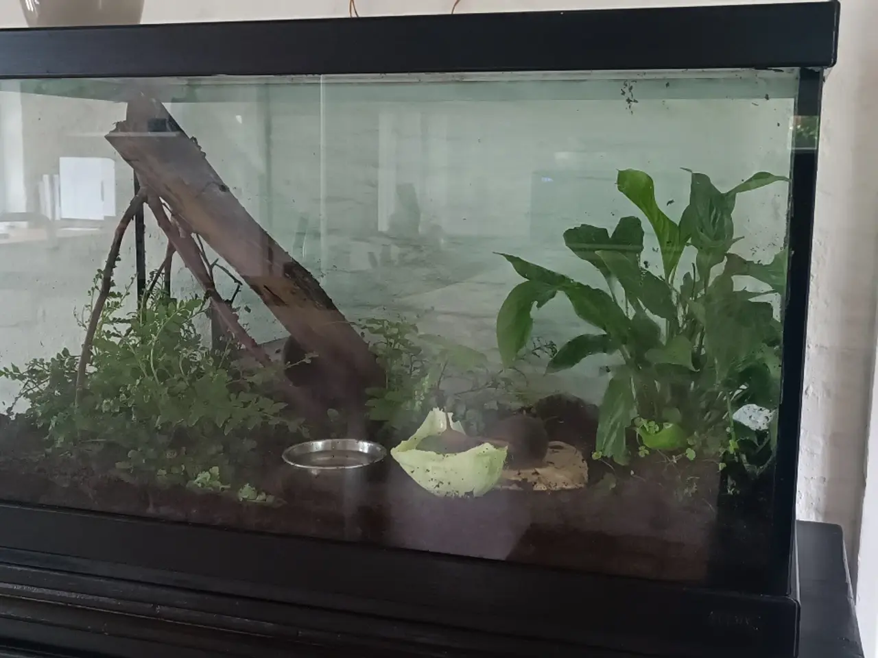 Billede 3 - Kongosnegle og terrarium 