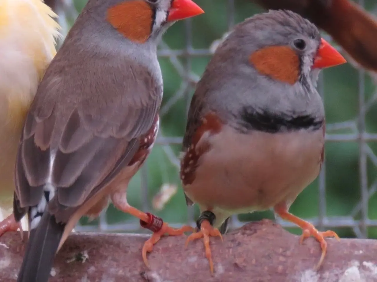 Billede 1 - Timor Zebrafinke