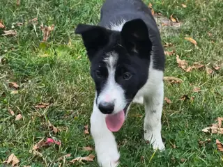 De skønneste Border Collie hvalpe søger nyt hjem - 4
