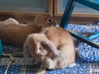 Gratis Mini-lop kaniner