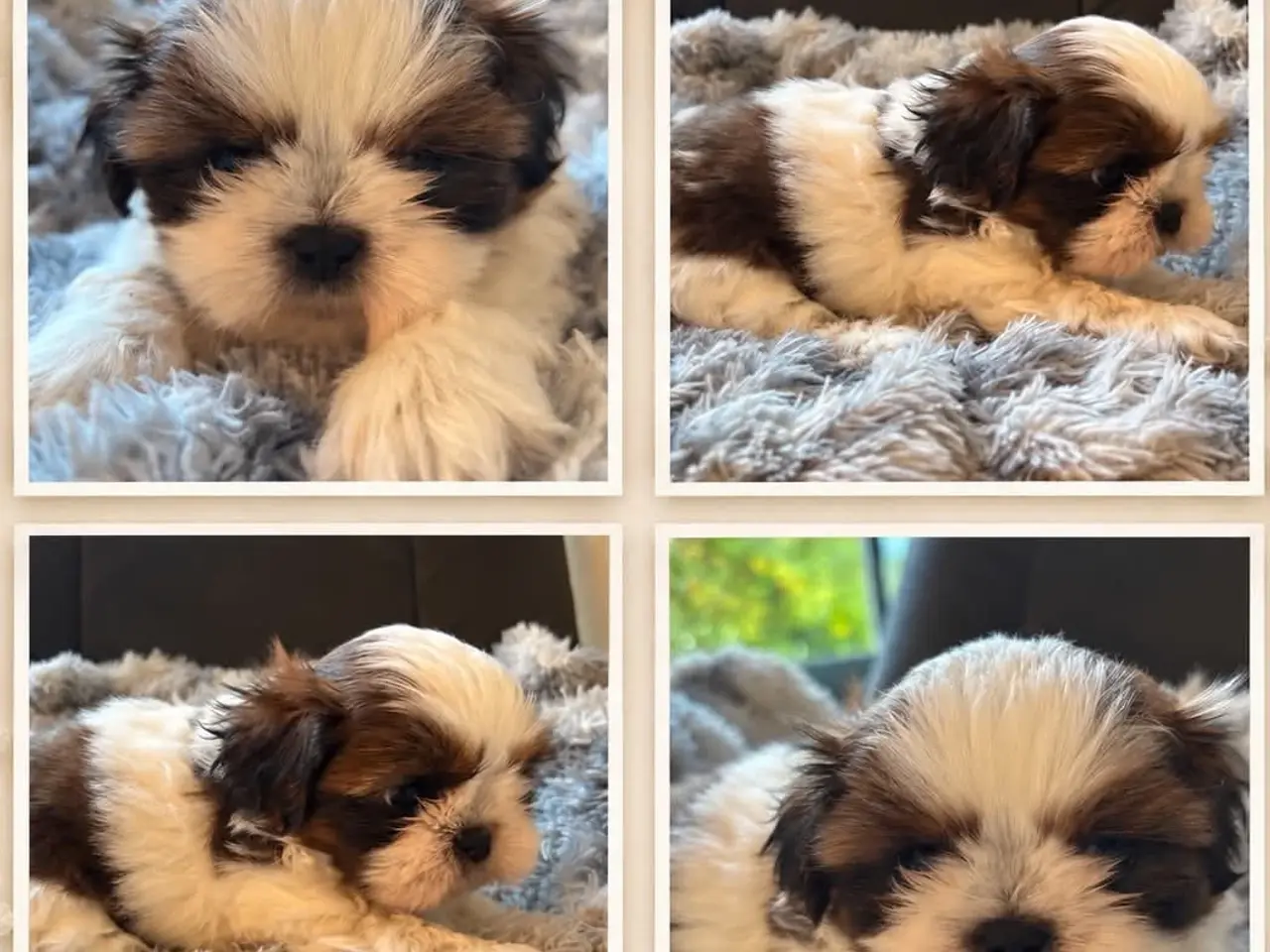 Billede 2 - Shih Tzu hvalper sælges