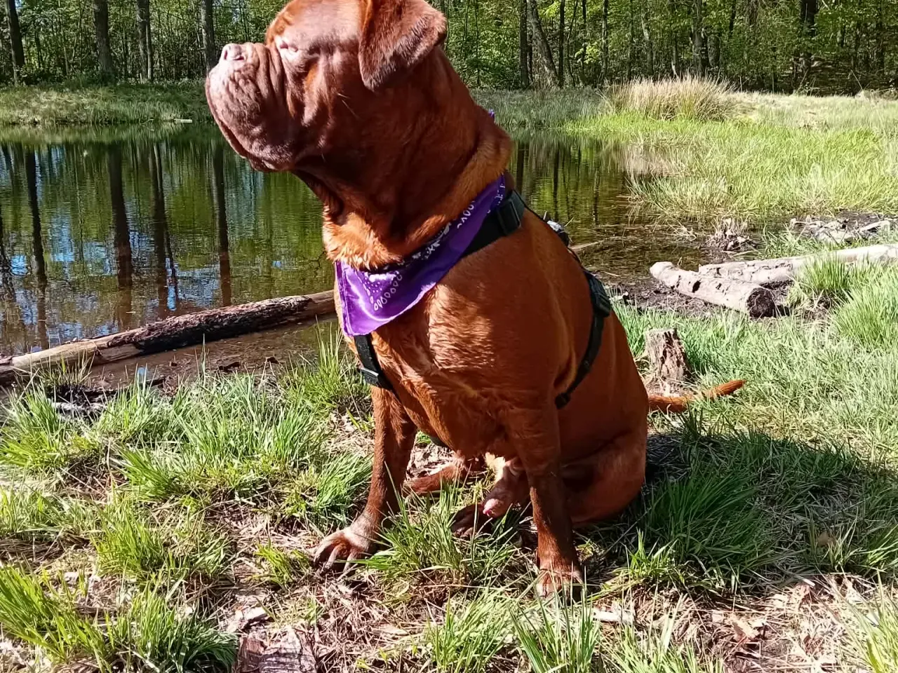 Billede 13 - Smukke fransk mastiff/Dogue de Bordeaux hvalpe 🐾