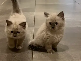 Ragdoll killinger