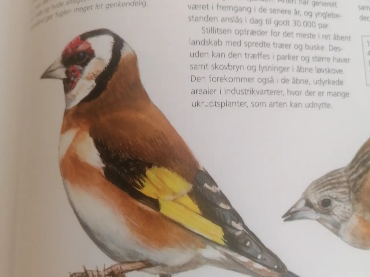 Billede 1 - Rapport blade købes
