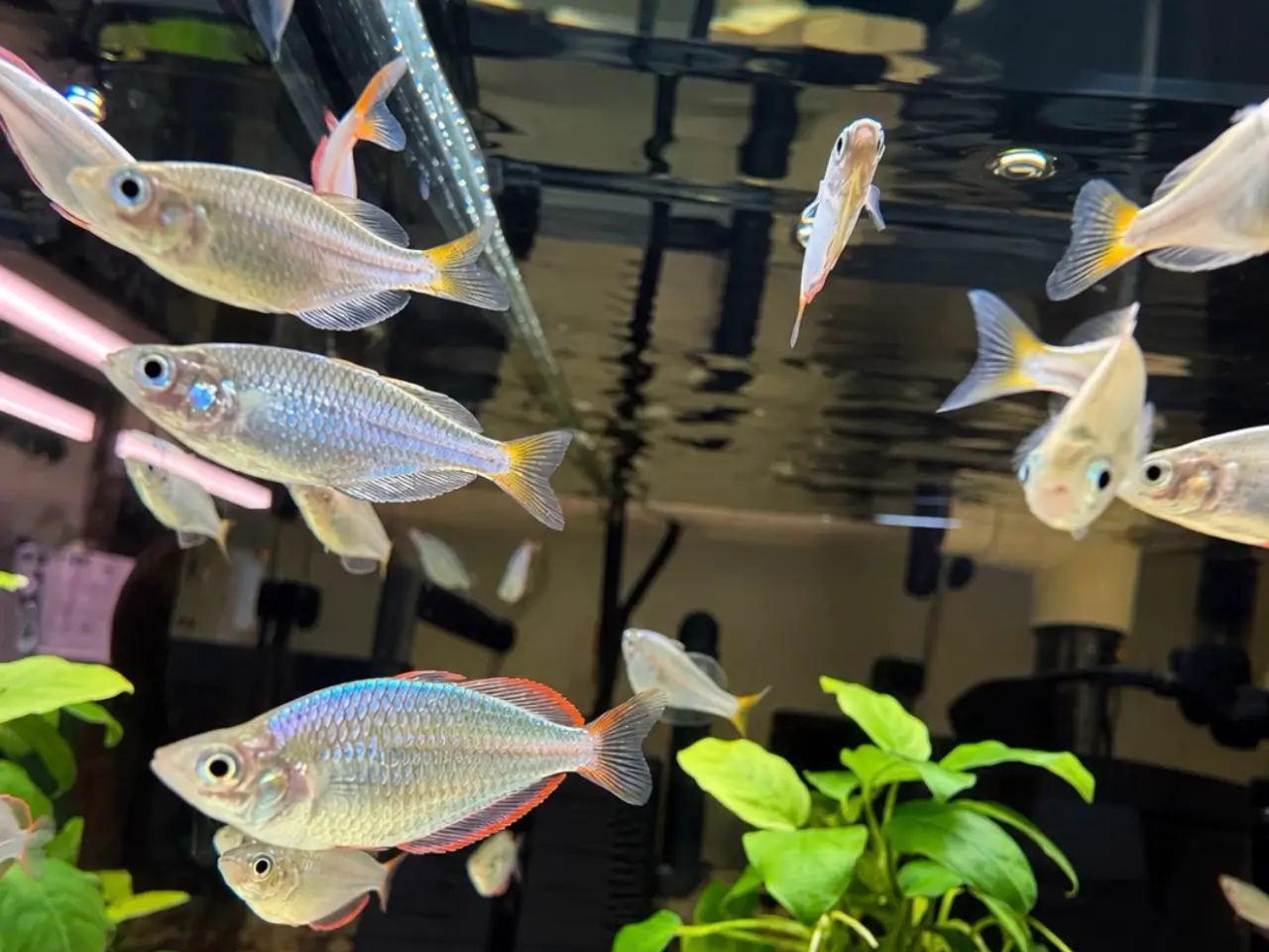 Billede 5 - Flotte guppy albino full platinum