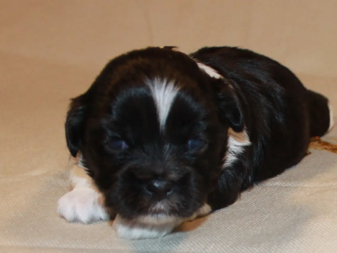 Billede 2 - Lhasa Apso hvalpe