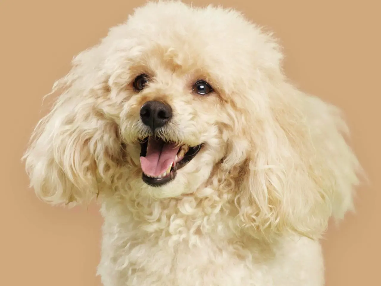 Billede 8 - Søde Labradoodle hvalpe