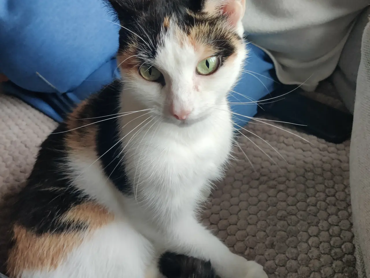 Billede 4 - Mor mis gabbie og Milo