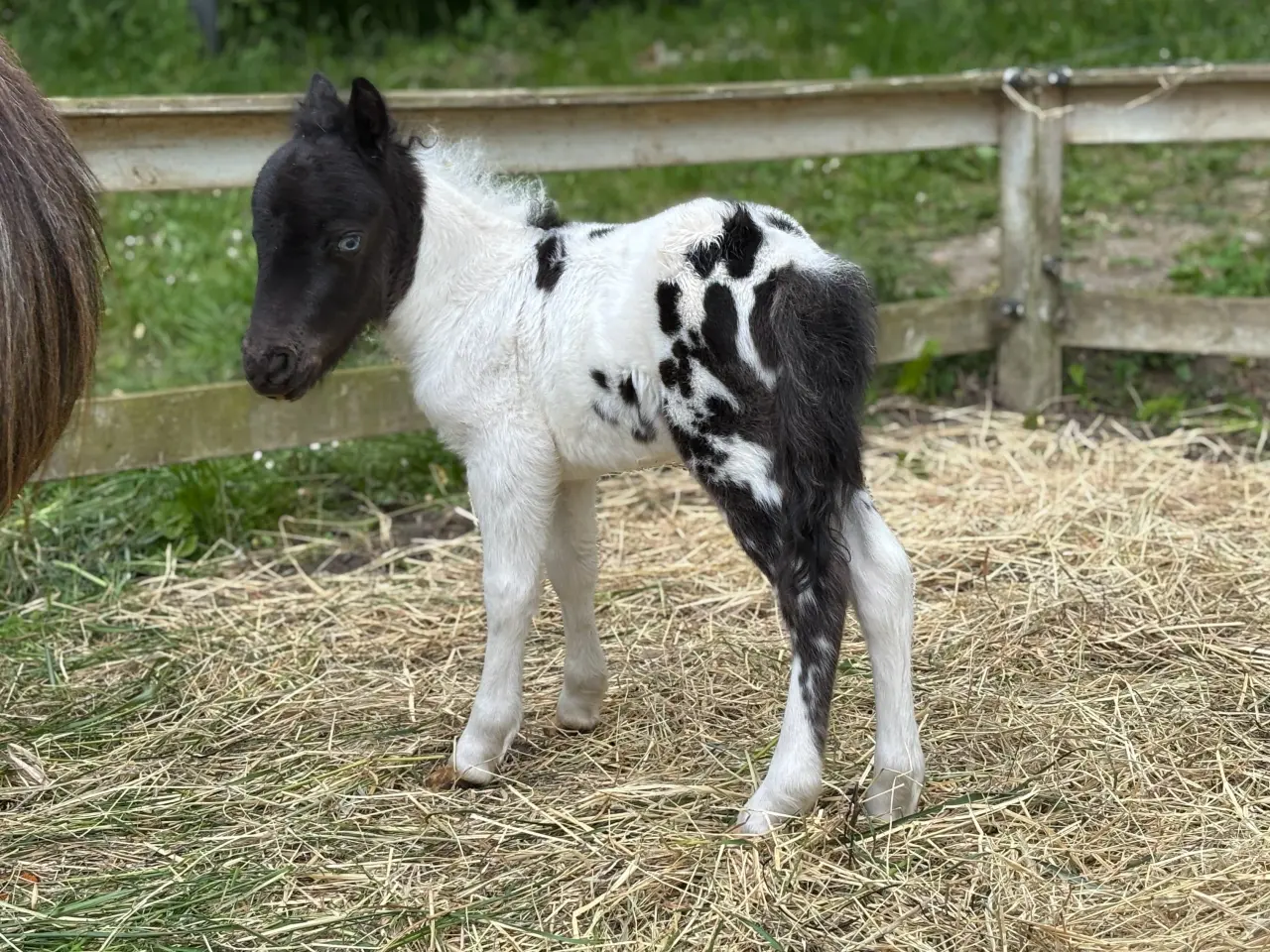 Billede 3 - Skønneste Ifolede Falabella miniature heste