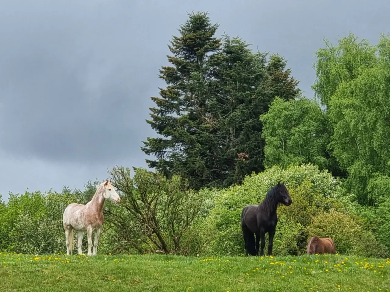 Billede 1 - Hest/pony købes 